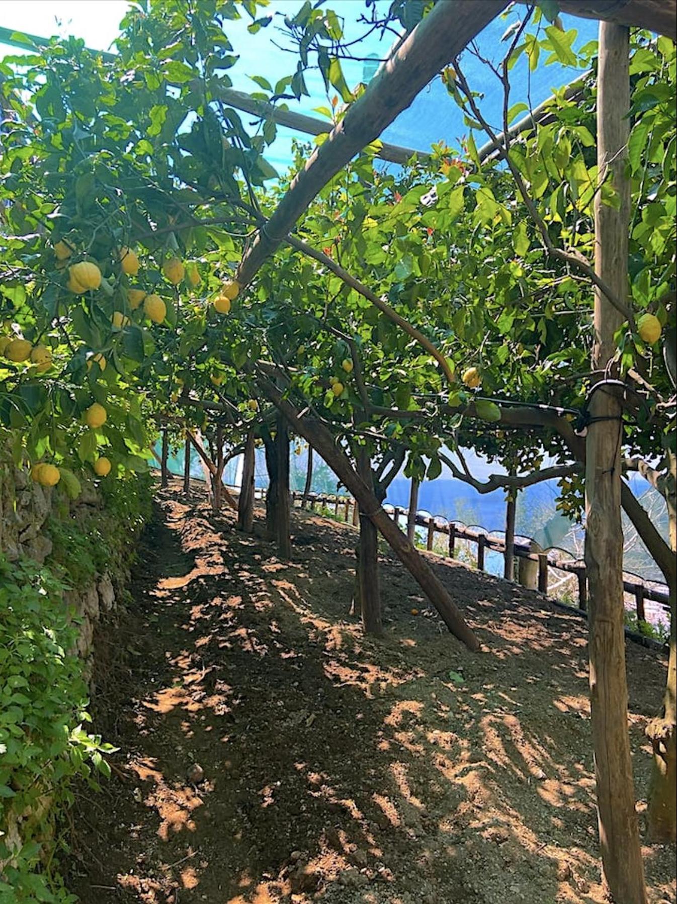 Villa Graziella Positano "A Piece Of Paradise" エクステリア 写真